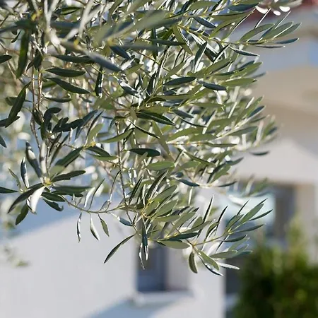 בית נופש House With A Swimming Pool Krk - 23580 קרק